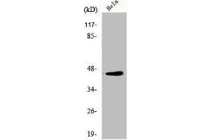 Western Blot analysis of HeLa cells using Elk-1 Polyclonal Antibody (ELK1 antibody  (N-Term))