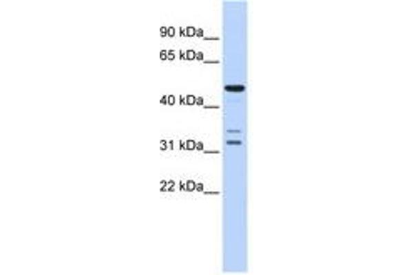 HTRA4 antibody  (AA 396-445)
