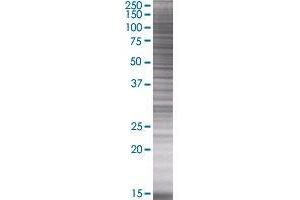 Western Blotting (WB) image for PLOD3 293T Cell Transient Overexpression Lysate(Denatured) (ABIN1334347)