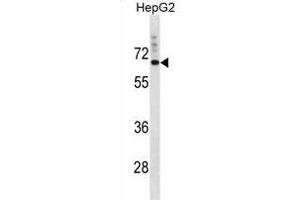 SVOP Antibody (N-term) (ABIN1881859 and ABIN2839025) western blot analysis in HepG2 cell line lysates (35 μg/lane). (SVOP antibody  (N-Term))