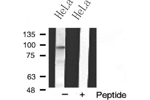 MKL1 antibody  (N-Term)