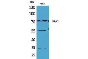 Western Blotting (WB) image for anti-Fas (TNFRSF6) Associated Factor 1 (FAF1) (Internal Region) antibody (ABIN3178180) (FAF1 antibody  (Internal Region))
