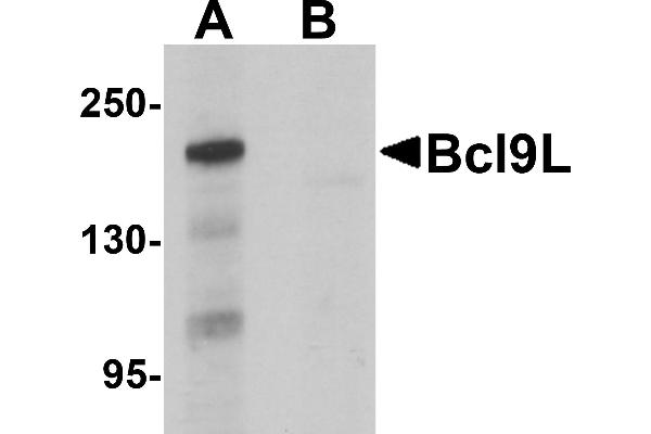 BCL9L antibody  (N-Term)