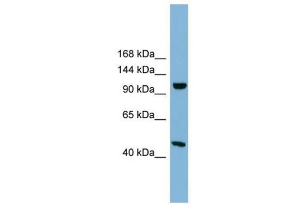 SMG8 antibody  (Middle Region)