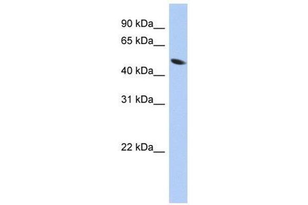 ZNF793 antibody  (Middle Region)