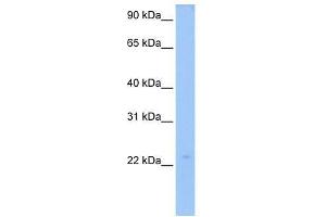 LOC728566 antibody used at 0. (LOC728566 antibody  (N-Term))