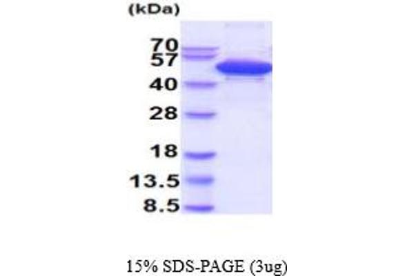 CSTF1 Protein (AA 1-431) (His tag)