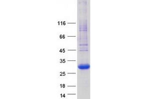 PGRMC1 Protein (Myc-DYKDDDDK Tag)