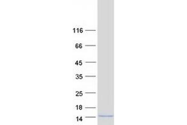 GNG4 Protein (Transcript Variant 3) (Myc-DYKDDDDK Tag)