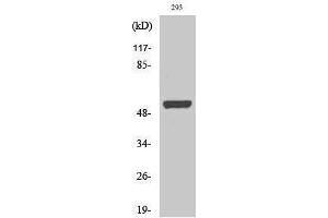 Western Blotting (WB) image for anti-SMAD, Mothers Against DPP Homolog 3 (SMAD3) (Ser812) antibody (ABIN3186994) (SMAD3 antibody  (Ser812))