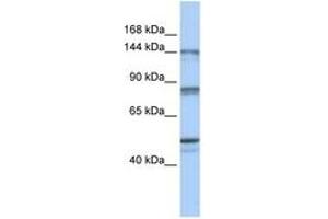 Image no. 1 for anti-CSE1 Chromosome Segregation 1-Like (CSE1L) (N-Term) antibody (ABIN6744330) (Exportin 2 antibody  (N-Term))