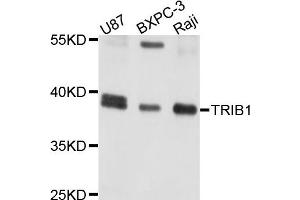 Western blot analysis of extracts of various cells, using TRIB1 antibody. (TRIB1 antibody)