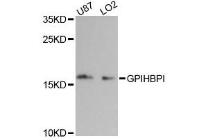 Western blot analysis of extracts of various cell lines, using GPIHBP1 antibody (ABIN6292696) at 1:3000 dilution. (GPIHBP1 antibody)