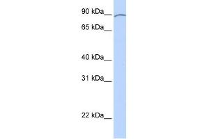 KIAA0317 antibody used at 1 ug/ml to detect target protein. (AREL1 antibody  (Middle Region))