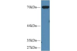 Western Blotting (WB) image for Moesin (MSN) ELISA Kit (ABIN6720496)