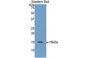 Western blot analysis of the recombinant protein. (Neurotrophin 3 antibody  (AA 21-138))