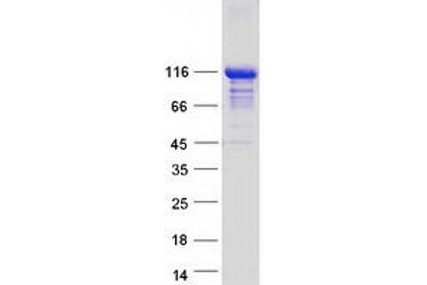 TRAF3IP1 Protein (Transcript Variant 1) (Myc-DYKDDDDK Tag)