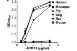 ELISA binding of human, macaque, pig, dog, mouse, and rat FcRn toward ADM31 Source: PMID24764301 (FcRn antibody)