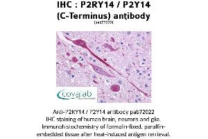 Image no. 1 for anti-Purinergic Receptor P2Y, G-Protein Coupled, 14 (P2RY14) (C-Term) antibody (ABIN1737763) (P2RY14 antibody  (C-Term))