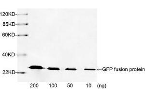 Western blot analysis of GFP fusion protein using 1 µg/mL Rabbit Anti-GFP Polyclonal Antibody (ABIN398857) The signal was developed with IRDyeTM 800 Conjugated Goat Anti-Rabbit IgG. (GFP antibody)