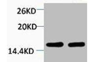 Western blot analysis of 1) Hela, 2) 3T3, diluted at 1:2000. (HIST1H4A antibody  (2meLys59))