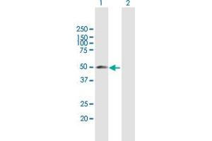 Western Blot analysis of YBX2 expression in transfected 293T cell line by YBX2 MaxPab polyclonal antibody. (YBX2 antibody  (AA 1-364))