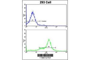 Flow cytometric analysis of 293 cells using KRT10 Antibody (N-term)(bottom histogram) compared to a negative control cell (top histogram). (Keratin 10 antibody  (N-Term))