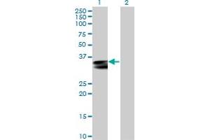 Western Blot analysis of HLA-DRA expression in transfected 293T cell line by HLA-DRA MaxPab polyclonal antibody. (HLA-DRA antibody  (AA 1-254))