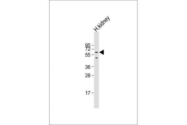 DMRT2 antibody  (AA 222-256)