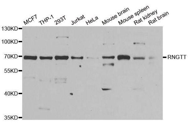 RNGTT antibody  (AA 1-260)