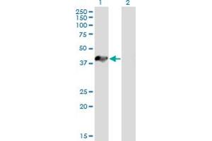 Western Blot analysis of AIM2 expression in transfected 293T cell line by AIM2 MaxPab polyclonal antibody. (AIM2 antibody  (AA 1-343))