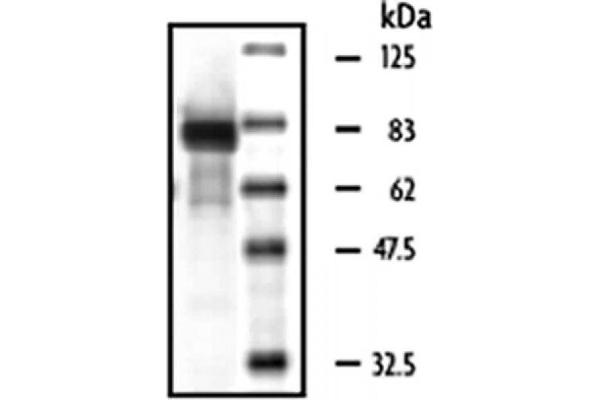 MST1 Protein