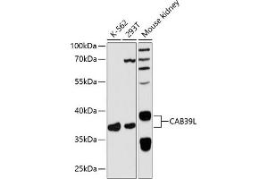 Western blot analysis of extracts of various cell lines, using CL antibody  at 1:3000 dilution. (CAB39L antibody  (AA 1-337))