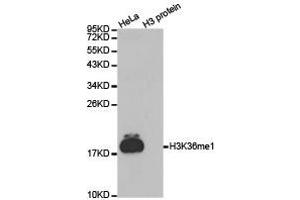 Western Blotting (WB) image for anti-Histone 3 (H3) (H3K36me) antibody (ABIN1873003) (Histone 3 antibody  (H3K36me))