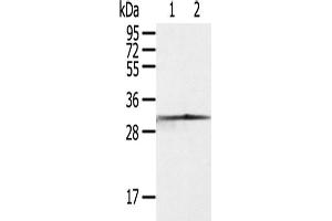 Western Blotting (WB) image for anti-Caspase 3 (CASP3) antibody (ABIN2427571) (Caspase 3 antibody)