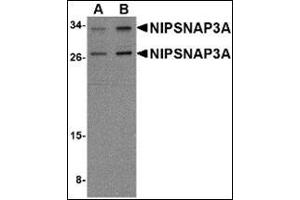 Western blot analysis of NIPSNAP3A in mouse brain tissue lysate with this product at (A) 0. (NIPSNAP3A antibody  (Center))