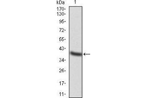 Western blot analysis using TFAP2A mAb against human TFAP2A (AA: 1-100) recombinant protein. (TFAP2A antibody  (AA 1-100))
