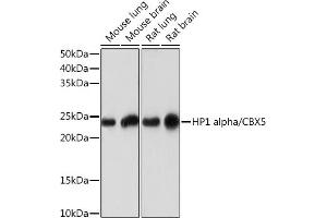 Western blot analysis of extracts of various cell lines, using HP1 alpha/CBX5Rabbit mAb (ABIN1678748, ABIN3018030, ABIN3018031 and ABIN7101571) at 1:1000 dilution. (CBX5 antibody)