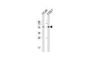 All lanes : Anti-TP53 Antibody (N-term) at 1:2000 dilution Lane 1: HT-29 whole cell lysate Lane 2: COS-7 whole cell lysate Lysates/proteins at 20 μg per lane. (p53 antibody)