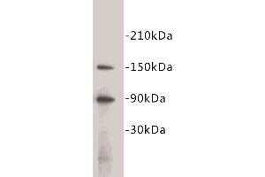 Western Blotting (WB) image for anti-CD34 (CD34) (C-Term) antibody (ABIN1854859) (CD34 antibody  (C-Term))