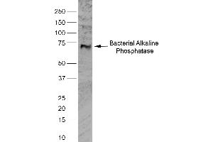 Western Blotting (WB) image for anti-Alkaline Phosphatase (ALP) antibody (ABIN2477353) (Alkaline Phosphatase antibody)