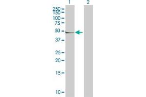 Western Blot analysis of CD14 expression in transfected 293T cell line by CD14 MaxPab polyclonal antibody. (CD14 antibody  (AA 1-375))