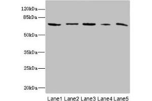 Western blot All lanes: RANBP3 antibody at 6. (RanBP3 antibody  (AA 1-250))