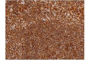 ABIN6267384 at 1/200 staining Mouse spleen tissue sections by IHC-P. (Ezrin antibody  (pTyr353))