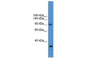 USP13 antibody used at 0. (USP13 antibody  (N-Term))