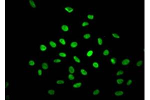 Immunofluorescence (IF) image for anti-Non-POU Domain Containing, Octamer-Binding (NONO) antibody (ABIN7127643)