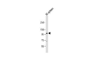 Anti-Mouse Nod1 Antibody (Center) at 1:1000 dilution + mouse spleen lysate Lysates/proteins at 20 μg per lane. (NOD1 antibody  (AA 556-584))