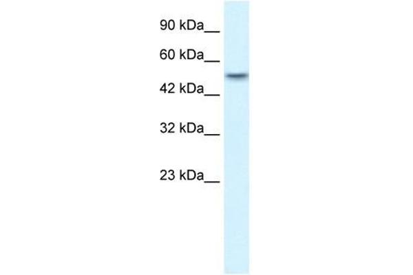 ANKRD11 antibody  (N-Term)