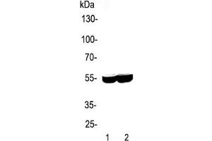 Western blot testing of 1) rat liver and 2) mouse liver lysate with CYP2E1 antibody. (CYP2E1 antibody  (AA 1-310))