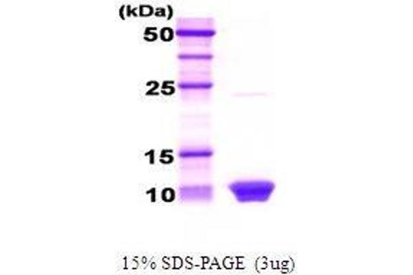 HSBP1 Protein